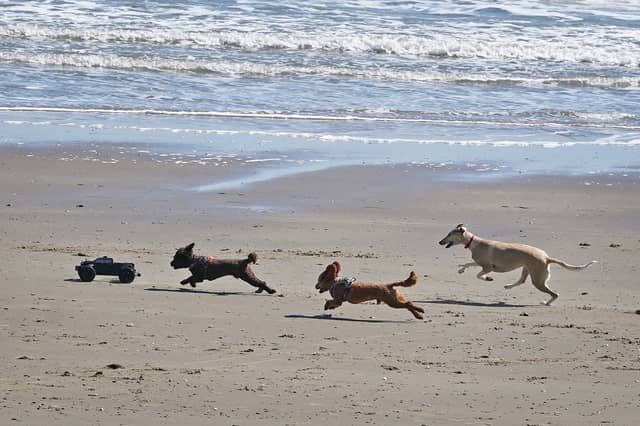 Scotland’s most dog-friendly beaches have been named.