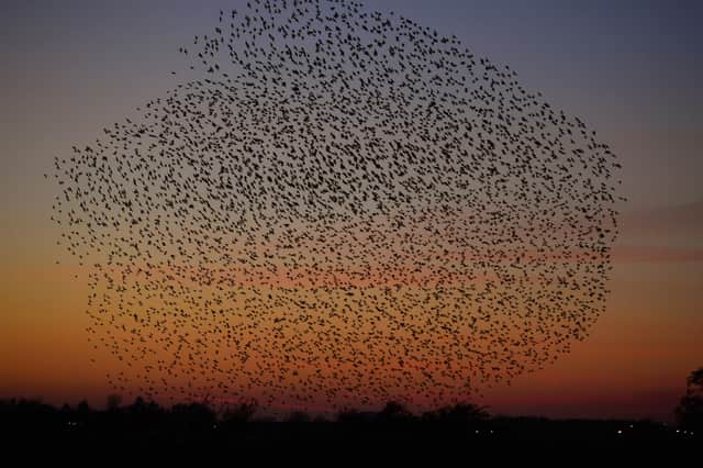 A murmuration of starlings near Gretna in 2016. The species is on the UK Red List following a sharp decline in the breeding population since the 1960s (Picture: Jeff J Mitchell)