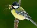 A dramatic fall in the numbers of insects has been accompanied by declines in many bird populations (Picture: Christopher Furlong)