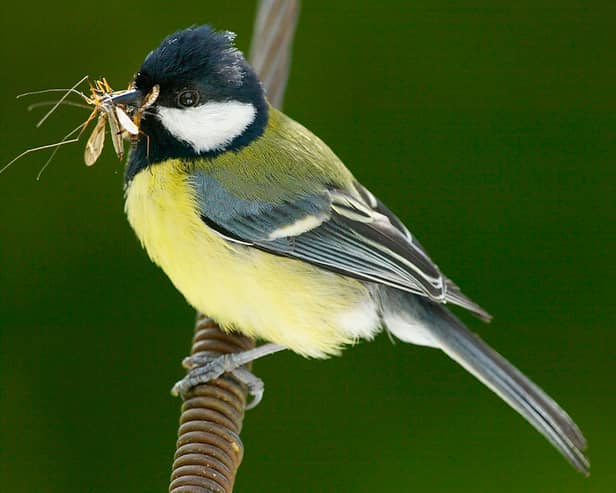 A dramatic fall in the numbers of insects has been accompanied by declines in many bird populations (Picture: Christopher Furlong)