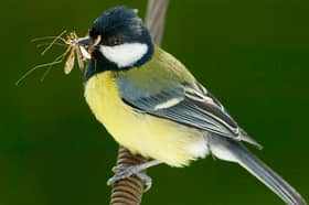 A dramatic fall in the numbers of insects has been accompanied by declines in many bird populations (Picture: Christopher Furlong)