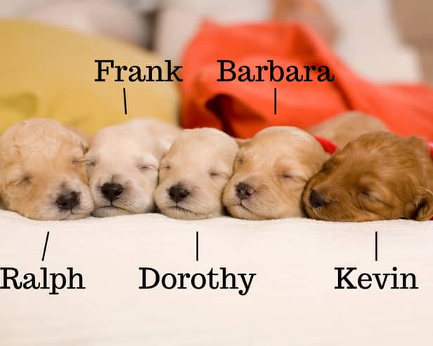 Some of the most popular 'family' names for dogs.