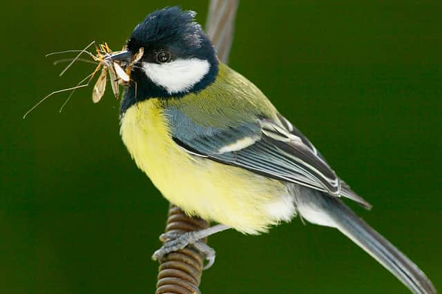Insect populations are a vital source of food for many birds (Picture: Christopher Furlong)