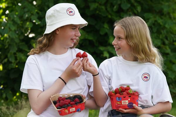 The size of berries produced in Scotland has expanded this summer.