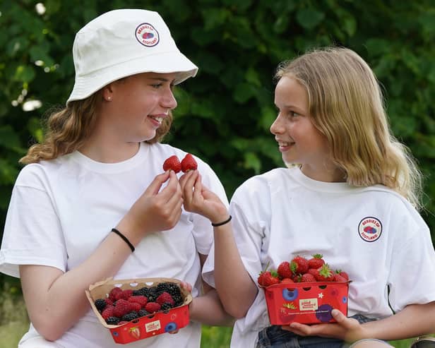 The size of berries produced in Scotland has expanded this summer.