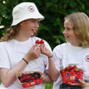 The size of berries produced in Scotland has expanded this summer.