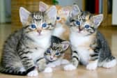 Some of the most popular cat names of 2025.