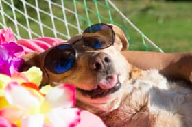 Dogs love the sun - but sometimes they simply can't handle the heat.