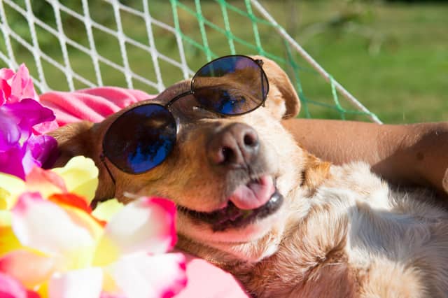 Dogs love the sun - but sometimes they simply can't handle the heat.