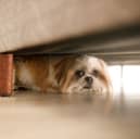 Some dogs may hide away when hot weather arrives.