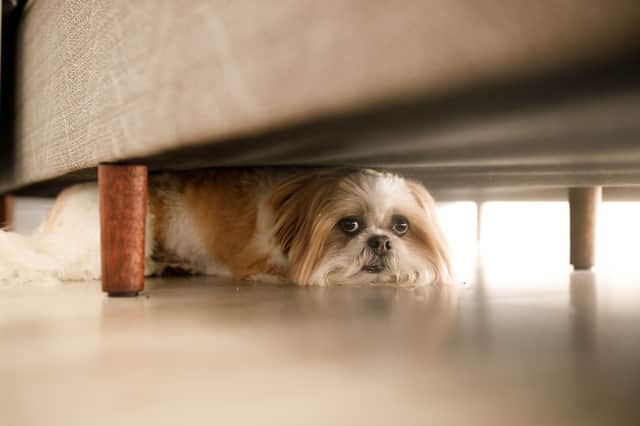 Some dogs may hide away when hot weather arrives.