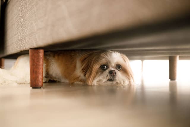 Some dogs may hide away when hot weather arrives.