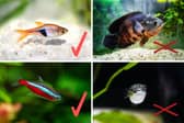 Some fish mix well with others - while others don't.