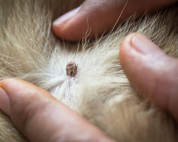 Ticks can be an issue for dogs at this time of year.
