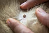 Ticks can be an issue for dogs at this time of year.