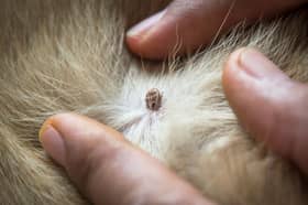 Ticks can be an issue for dogs at this time of year.