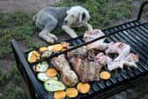 Dogs and barbecues don't always mix.