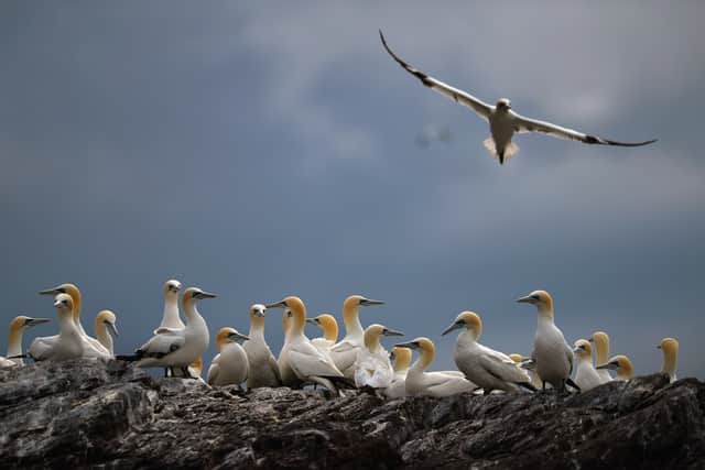 Gannet chicks are hunted in the annual tradition that is only permitted in the community of Ness