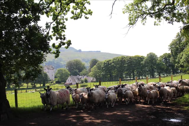 Beth said returning to shepherding full-time after competing in the elite sport was, without a doubt, the right move for her.