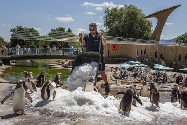 Penguins at Edinburgh Zoo are treated to mounds of ice by keepers to help them cool down in the hot weather last week