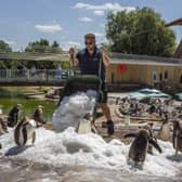 Penguins at Edinburgh Zoo are treated to mounds of ice by keepers to help them cool down in the hot weather last week