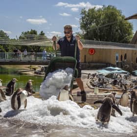Penguins at Edinburgh Zoo are treated to mounds of ice by keepers to help them cool down in the hot weather last week
