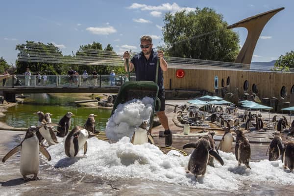 Penguins at Edinburgh Zoo are treated to mounds of ice by keepers to help them cool down in the hot weather last week