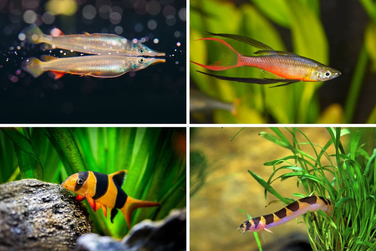 Btm Fish Paper Best Top and Bottom Dwelling Tropical Fish 2025: Here are 20 species of ...