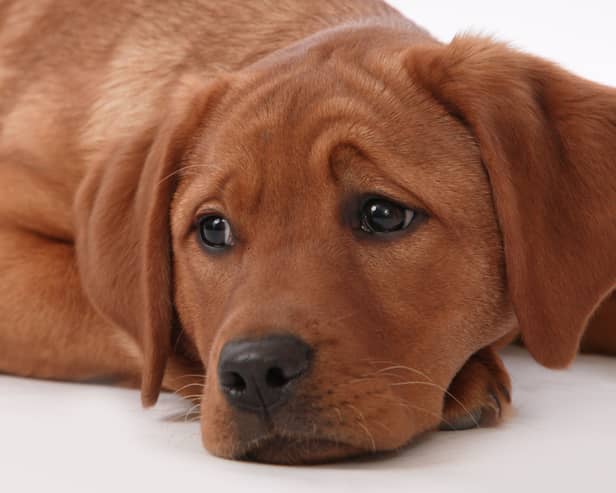 It's no fun when a dog has an upset stomach.