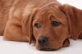 It's no fun when a dog has an upset stomach.