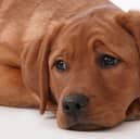 It's no fun when a dog has an upset stomach.