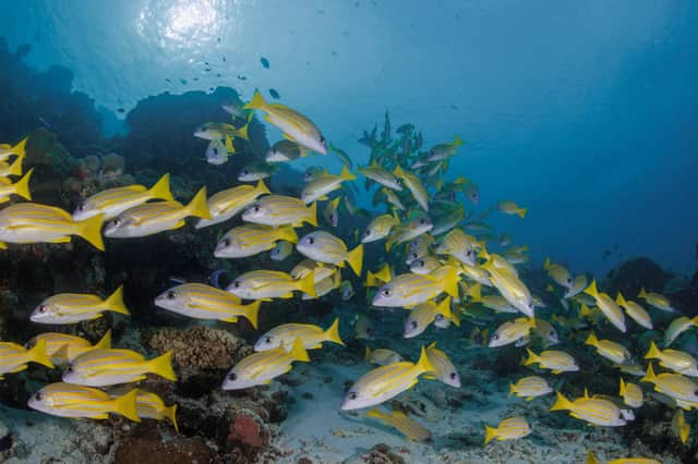 The extraordinary house reef at Helengeli island