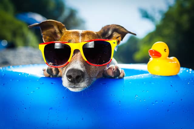 Sometimes too much sun can be bad for dogs.