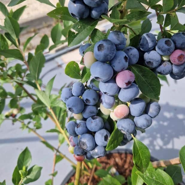 The James Hutton Institute introduces the first UK-bred blueberry
