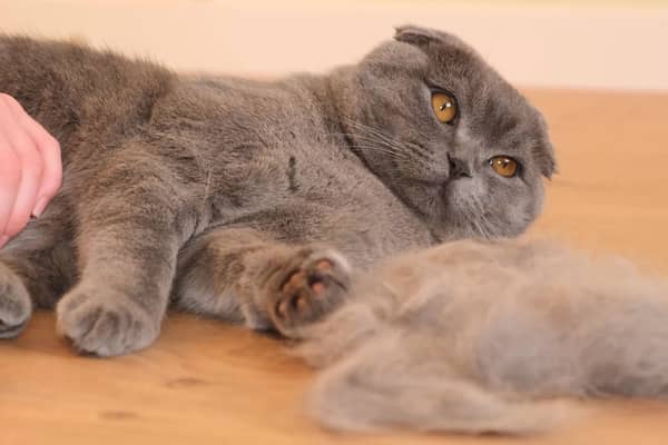 Some cats shed lots of fur that can cause allergies.