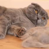 Some cats shed lots of fur that can cause allergies.