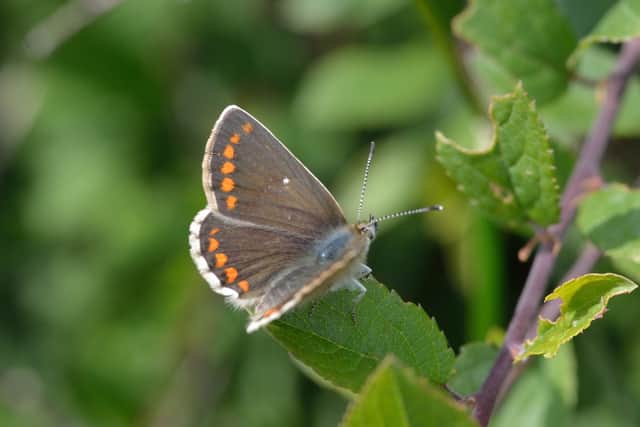 Northern brown argus butterfly