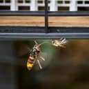 Members of the public are being warned not to destroy Asian hornet nests.