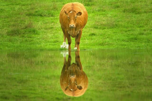 A cow is reflected in a flooded field in Strathaven.