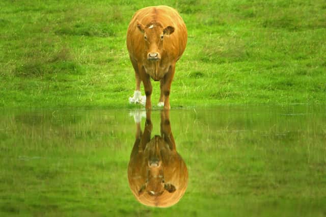 Of the world’s mammals by weight, 62 per cent are farmed animals, 34 per cent are humans, and everything else, from elephants to badgers, make up just 4 per cent (Picture: Chris Furlong)