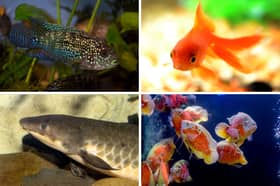 Some of the longest-living aquarium fish.