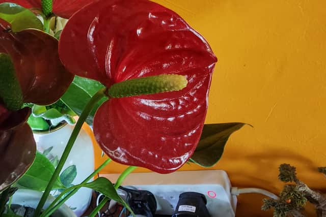 The Honor Magic 7 Pro tends to give a very faithful image