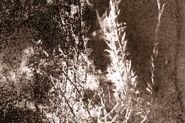Detail from Anais Tondeur's Linum Strictum Exclusion Zone, Chernobyl, Ukraine, Radiation Level_ 1.7 microsieverts. From the series Chernobyl Herbarium, 2011-present