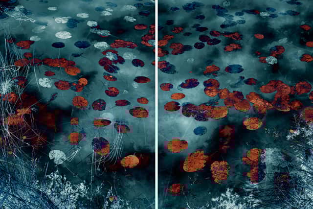 Water Lilies 2019 by Santeri Tuori