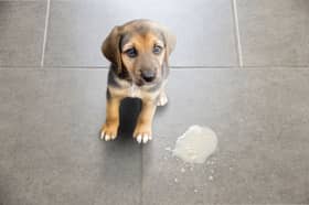 It's perfectly normal for dogs to occasionally be sick - but sometimes it's a sign of a more serious problem.
