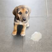 It's perfectly normal for dogs to occasionally be sick - but sometimes it's a sign of a more serious problem.