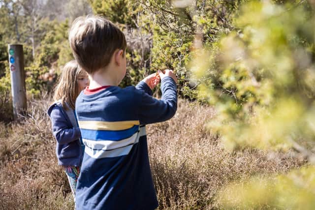 Children looking at juniper trees at Dunveggan