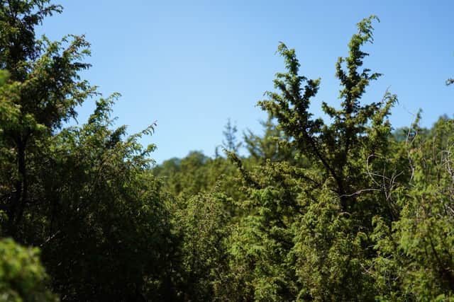 Juniper at Dundreggan, an estate owned by Trees for Life near Loch Ness