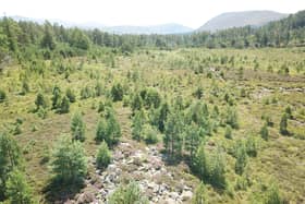 Natural tree regeneration has been taking place on Invercauld estate 
