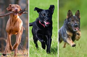 Three of the best dog breeds to run with.
